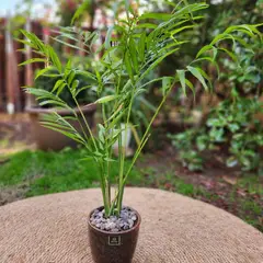 GENERICO - Planta Chamadorea 14 cm Natural CT14