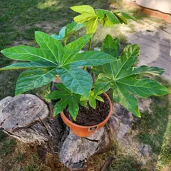 GENERICO - Planta Aralia 24 cm Natural CT24