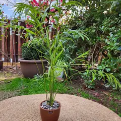 GENERICO - Planta Chamadorea 14 cm Natural CT14