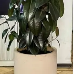 GENERICO - Planta Gomero 43 cm Natural CT43