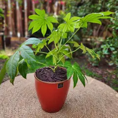 GENERICO - Planta Aralia 24 cm Natural CT24