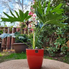 GENERICO - Planta Philodendro 24 cm Natural CT24