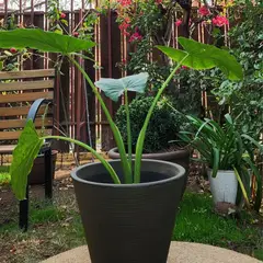 GENERICO - Planta Manto De Eva 40 cm Natural CT40