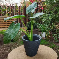 GENERICO - Planta Manto De Eva 40 cm Natural CT40
