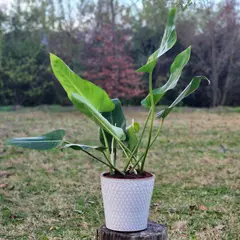 GENERICO - Planta Longifolio 20 cm Natural CT20