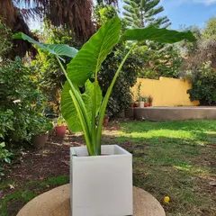 GENERICO - Planta Manto De Eva 40 cm Natural CT40