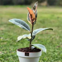 GENERICO - Planta Tineke maceta 19 cm Natural CT19
