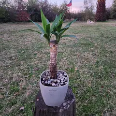 POTTERY - Planta Natural Yuca Con Maceta Cemento Cuadrada 16 Cm