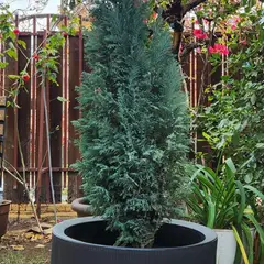 GENERICO - Planta Pino Budy 40 cm Natural CT40
