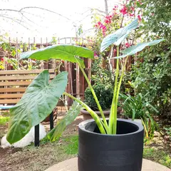 GENERICO - Planta Manto De Eva 40 cm Natural CT40
