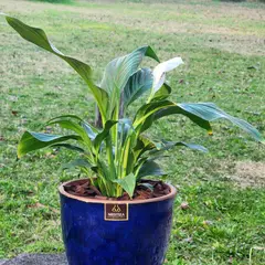 POTTERY - Planta Natural Spathiphyllum Con Maceta Cerámica Zafiro Azul 17 Cm