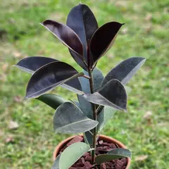 POTTERY - Planta Natural Gomero Burgundy Con Maceta Kony 24 Cm verde