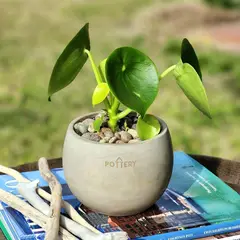 GENERICO - Planta Cucharita 10 cm Natural CT10