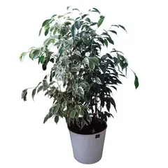 GENERICO - Ficus Benjamina 93 cm Natural CT26