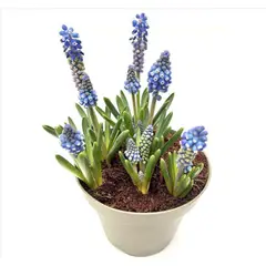 PAZ Y FLORA - Planta Muscaris 7 bulbos CT14