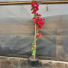 GENERICO - Planta bougainvillea Natural CT28