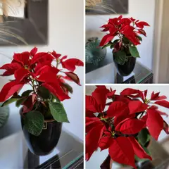 GENERICO - Planta Corona del Inca Natural CT17