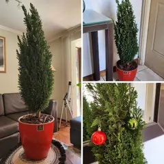 GENERICO - Planta Pino buddy Natural CT24