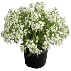 FLORES DE MI TIERRA - Planta Alyssum 10 cm Natural CT10