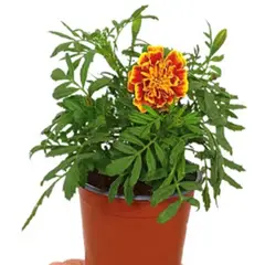 FLORES DE MI TIERRA - Planta Tagete 15 cm Natural CT10