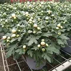 GENERICO - Planta Crisantemo 25 cm Natural CT15