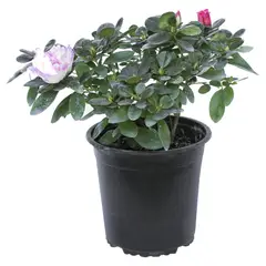 LAS BANDURRIAS - Azalea 20 cm Natural CT17