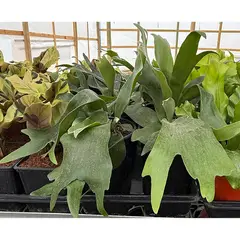GENERICO - Planta Platicerium 15 cm Natural CT19