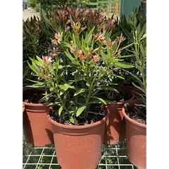 GENERICO - Planta Laurel Natural CT24