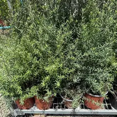 GENERICO - Planta Westringia Natural CT24