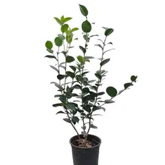 GENERICO - Planta Camelia Natural CT24
