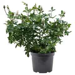 LAS BANDURRIAS - Rosa Floribunda 50 cm Natural CT28