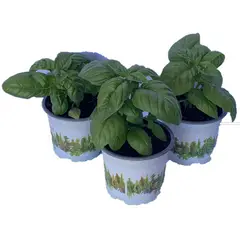 LAS BANDURRIAS - Albahaca Basilicum 10 cm Natural CT12