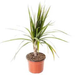 VIVEROS HIJUELAS - Planta Dracena Natural CT12.5
