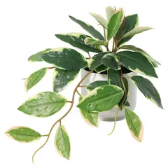 JUST HOME COLLECTION - Planta Artificial Hoya 50 cm Verde