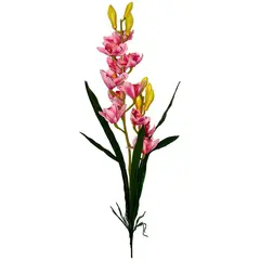 Rosedal - Orquídea con raíz y hojas rosa