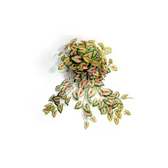 Rosedal - Follaje de Calladium rojo