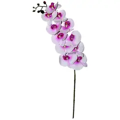 Rosedal - Orquídea crema morado