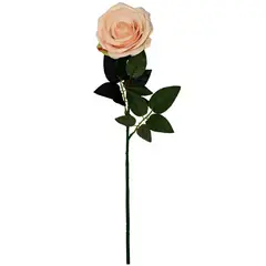 Rosedal - Rosa aterciopelada crema