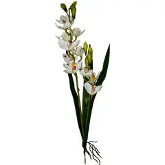 Rosedal - Orquídea con raíz y hojas crema