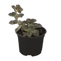 Conaplor - Planta crasulácea prolífica