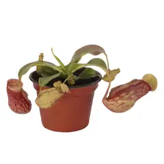 Conaplor - Planta carnívora