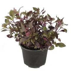 Conaplor - Planta alternanthera red