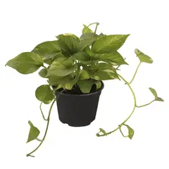 Conaplor - Planta teléfono