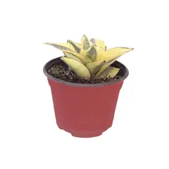 Conaplor - Planta sansevieria hahnii