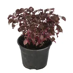 Conaplor - Planta amaranto