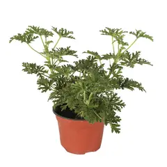 Conaplor - Planta citronela