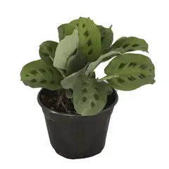 Conaplor - Planta sapito