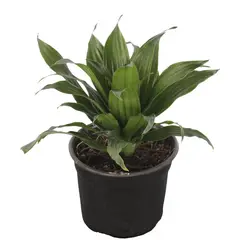 Conaplor - Planta dracena compacta