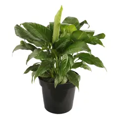 Conaplor - Planta cuna de Moisés