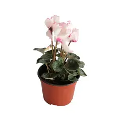 Conaplor - Cyclamen m6"